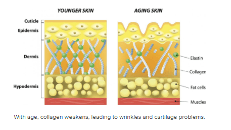 Collagen là gì? Các tác dụng của collagen với sức khỏe con người