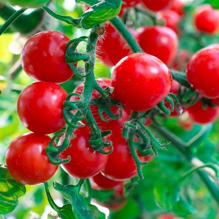 Ăn cà chua có tác dụng gì? 