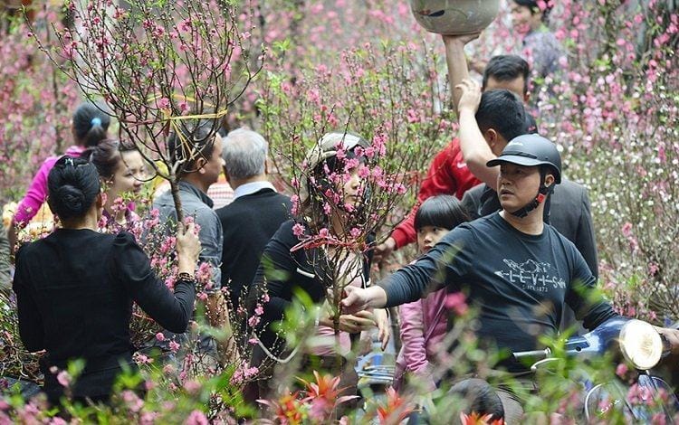 Bí quyết giữ hoa đào, quất cảnh được tươi lâu trong ngày Tết