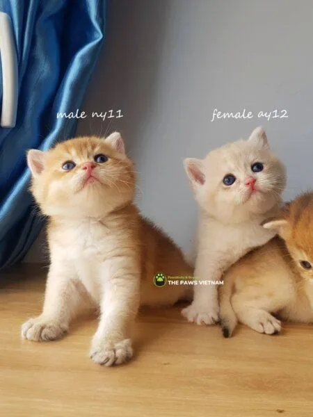 Mèo của bạn có phải Golden không?