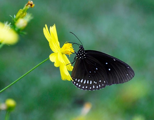 Ý nghĩa của loài bướm, bướm bay vào nhà trong thế giới tâm linh