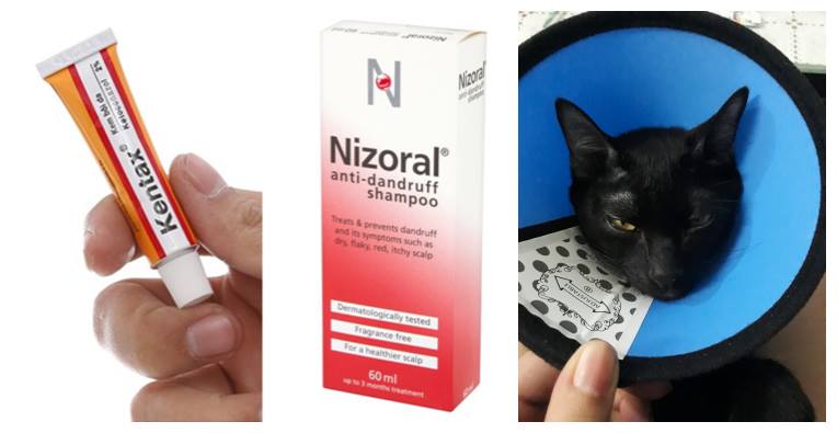 Thuốc trị nấm cho mèo