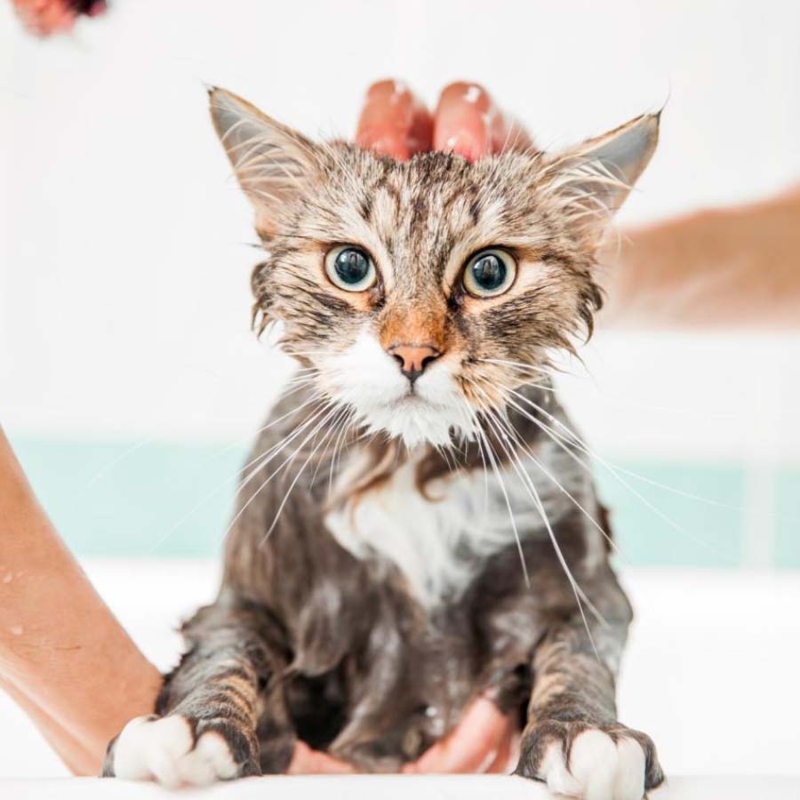 Những điều cần lưu ý khi chăm sóc da bị nhiễm nấm mèo