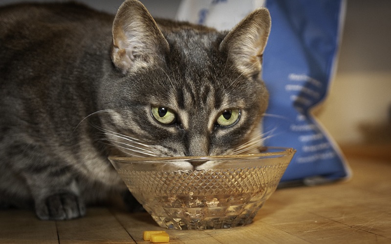 Các loại thức ăn gây hại cho mèo