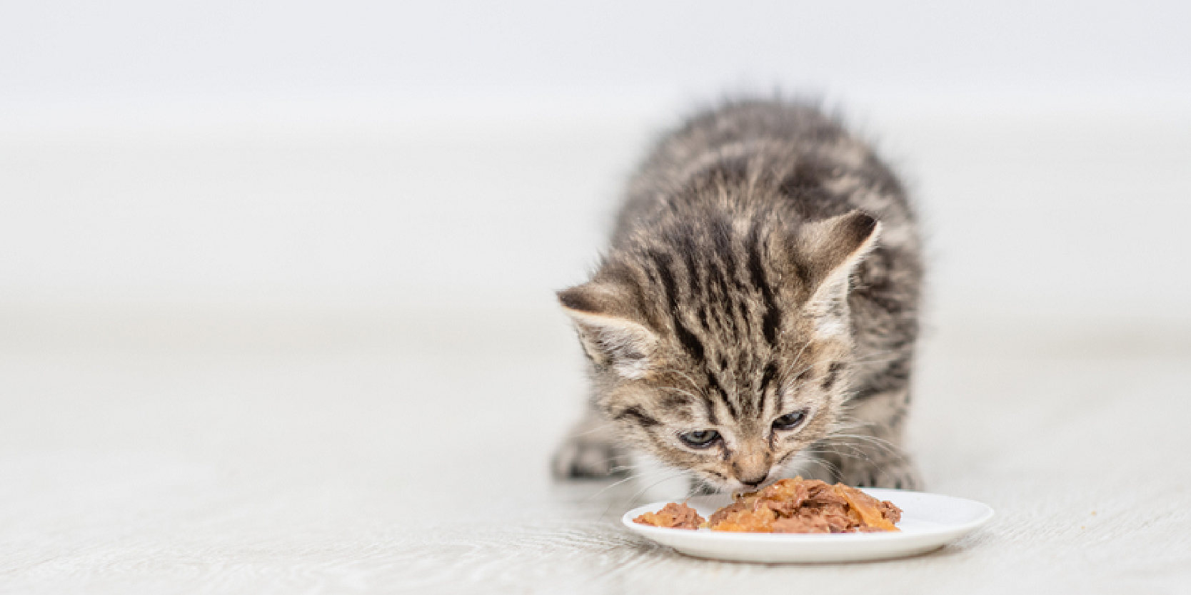 Mèo con ăn gì đối với mèo con dưới 1 tháng